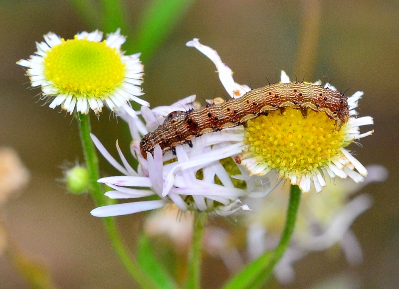 Helicoverpa armigera?